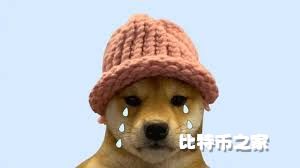 Dogwifhat（WIF）：5月13日暴跌，持续走高或大幅下降？